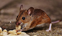24 Hour & Emergency Exterminators in Spg Valley Lk, CA
